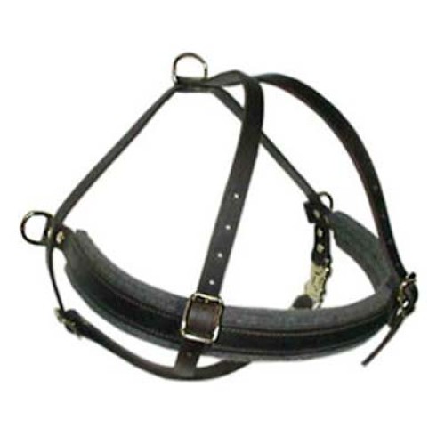  Dog Collars